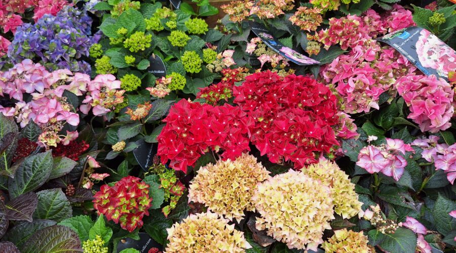 JULY Gardening Column